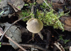 Entoloma flavoviride