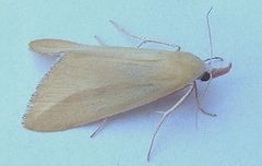 Phytometra obliqualis