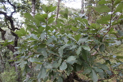 Quercus obtusata