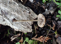 Entoloma flavoviride