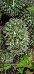 Mammillaria karwinskiana karwinskiana