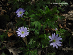 Anemonoides apennina