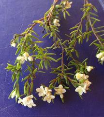 Lachnaea diosmoides