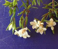 Lachnaea diosmoides