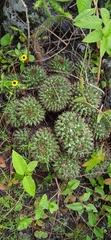 Mammillaria karwinskiana karwinskiana