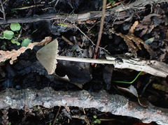 Entoloma flavoviride