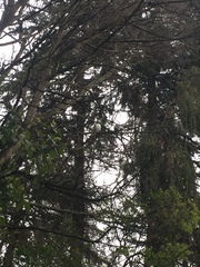 Hemiphaga novaeseelandiae