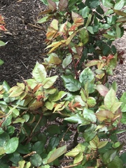 Rosa