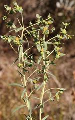 Euphorbia genistoides