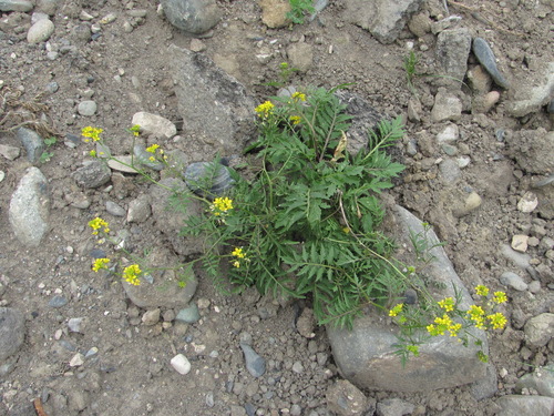 Miškinis čėriukas nuotrauka