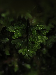 Hymenophyllum wilsonii
