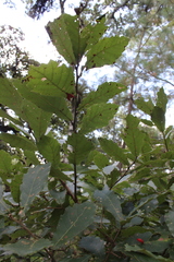 Quercus obtusata