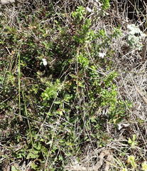 Dyschoriste setigera