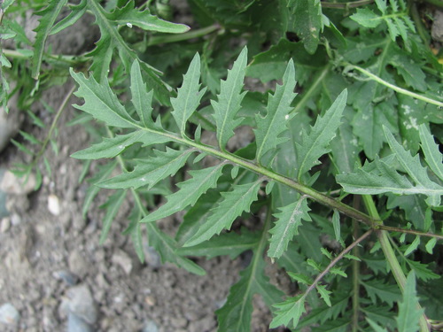 Miškinis čėriukas nuotrauka