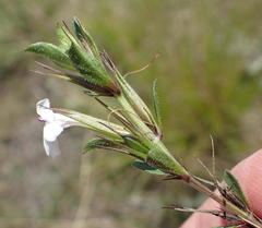 Dyschoriste setigera