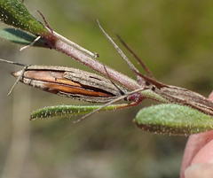 Dyschoriste setigera