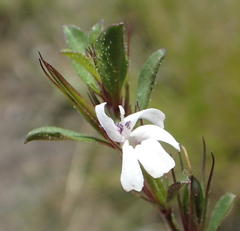 Dyschoriste setigera