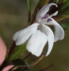 Dyschoriste setigera