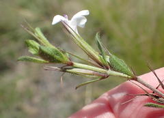 Dyschoriste setigera