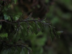 Hymenophyllum wilsonii