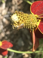 Halictus ligatus