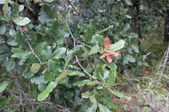 Quercus obtusata