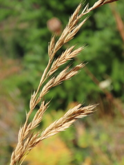 Festuca rubra commutata
