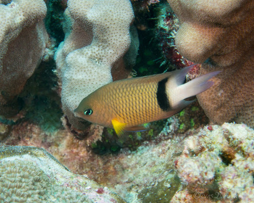Blackbar Damselfish