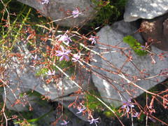 Prismatocarpus diffusus