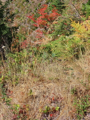 Festuca rubra commutata