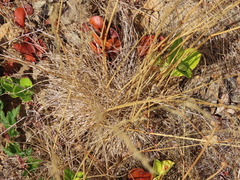 Festuca rubra commutata