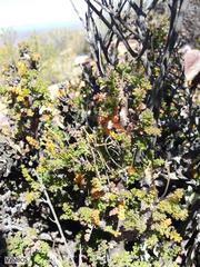 Pelargonium alternans alternans