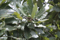 Quercus obtusata