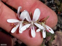 Pelargonium alternans alternans