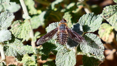 Poecilanthrax californicus