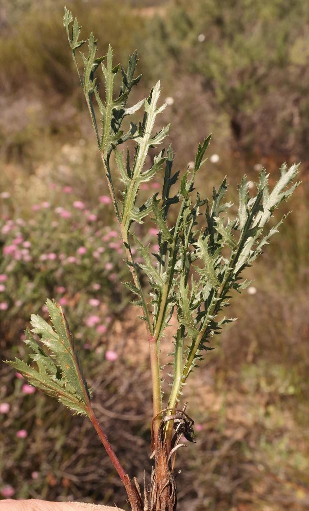 Lichtensteinia crassijuga