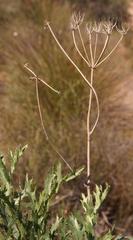 Lichtensteinia crassijuga