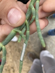 Brephidium exilis