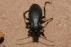 Carabus scheidleri
