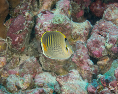 Chaetodon punctatofasciatus