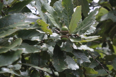 Quercus obtusata