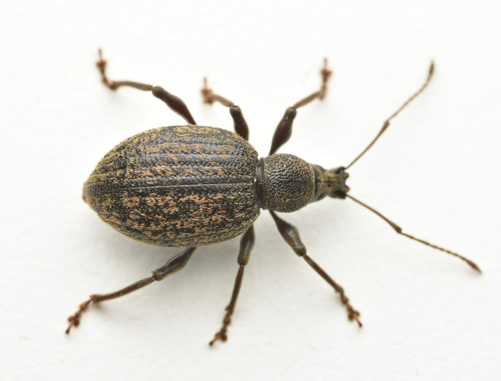 Otiorhynchus aurifer