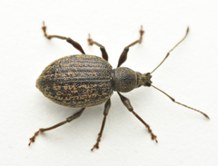 Otiorhynchus aurifer