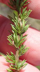 Roella spicata spicata