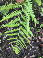 Deparia acrostichoides