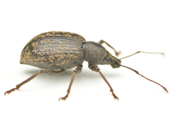 Otiorhynchus aurifer