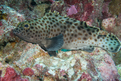 Epinephelus macrospilos