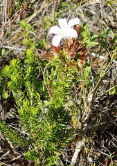 Roella spicata spicata