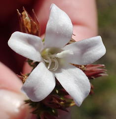 Roella spicata spicata