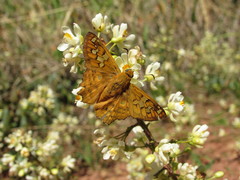 Myscelus amystis epigona